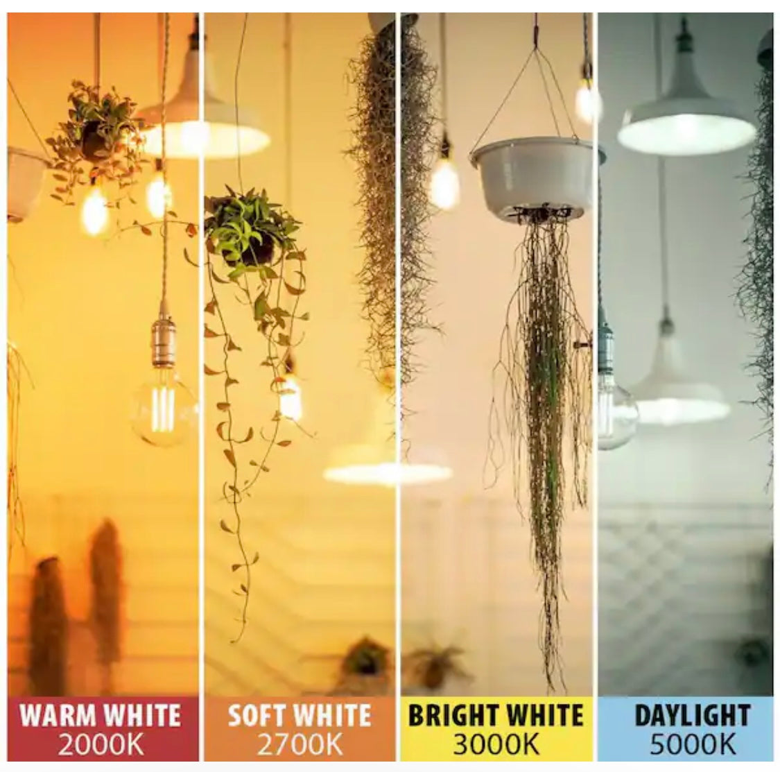 Feit Electric 60-Watt ST19 Dimmable Cage Filament Amber Glass E26 Incandescent Vintage Edison Light Bulb, Warm White (6-Pack) - Damaged Box